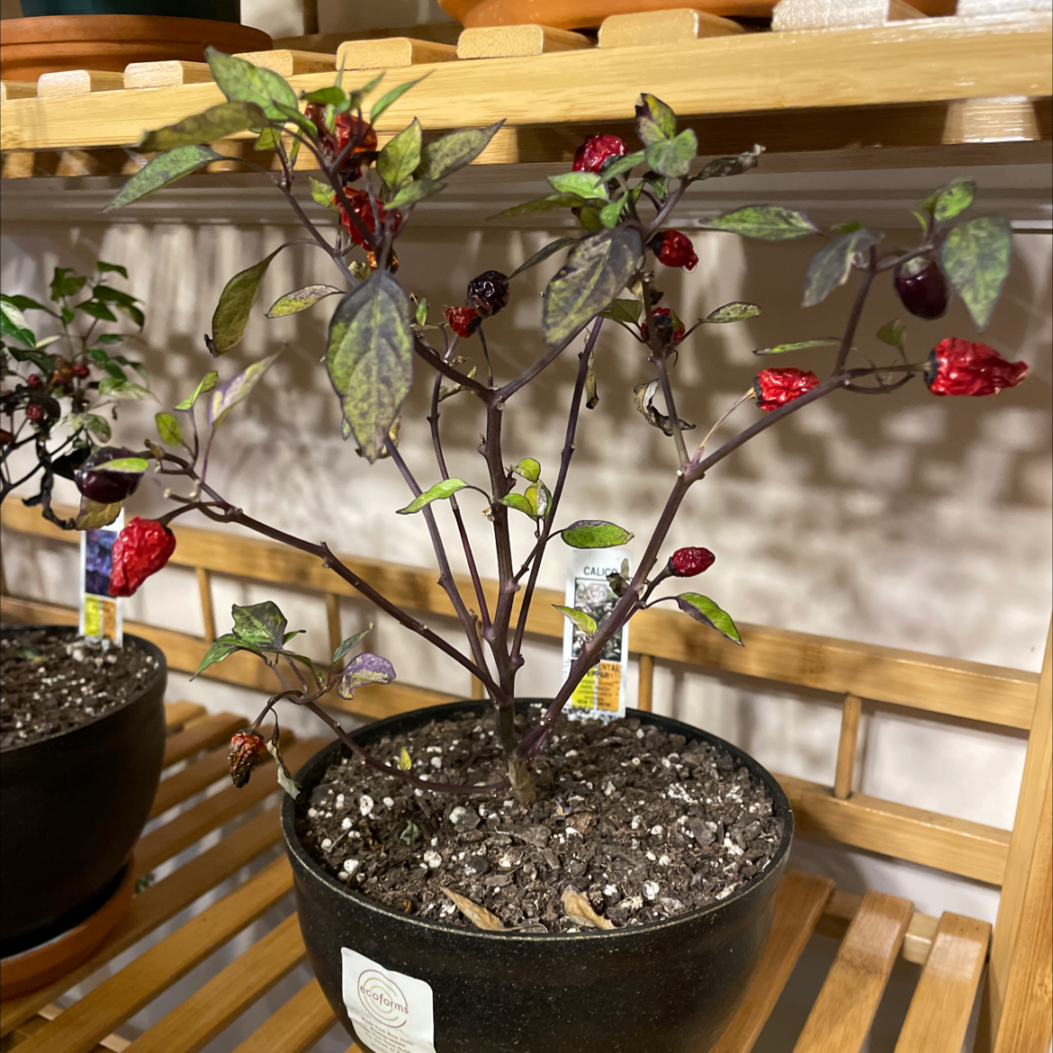 Ornamental Pepper plant in a black pot with red and purple peppers, visible soil.