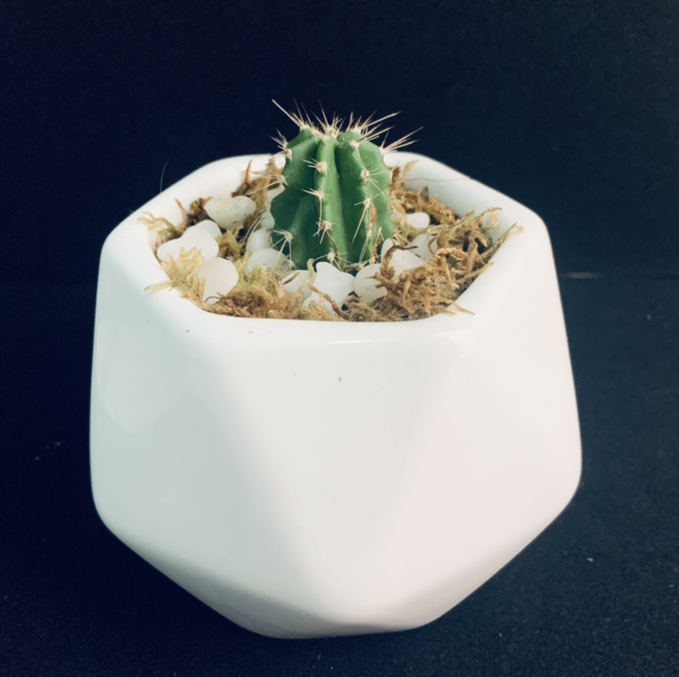 Photo of the plant species Candleholder Cactus by @Alyssamichellestuhr named Cactus on Greg, the plant care app