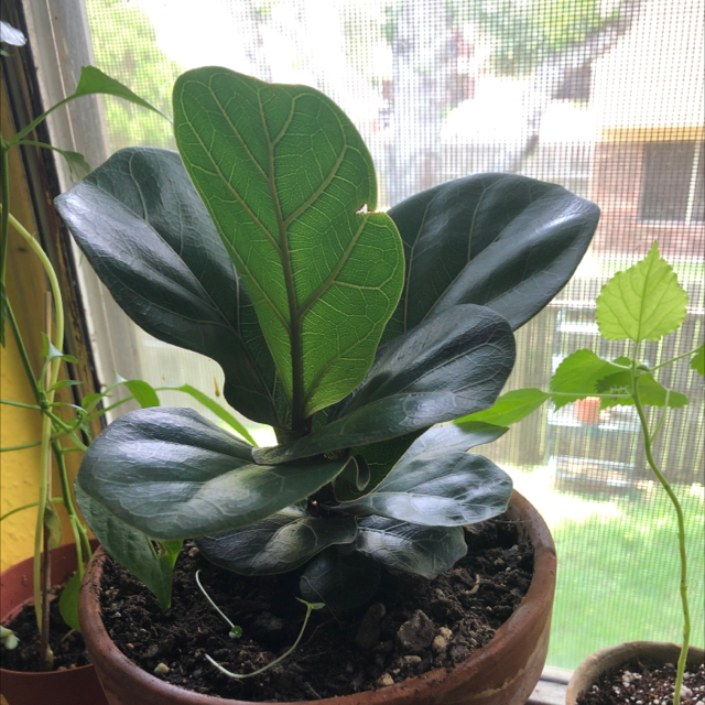 Fiddle Leaf Fig plant photo by Caroline named Keanu leaves on Greg, the plant care app.