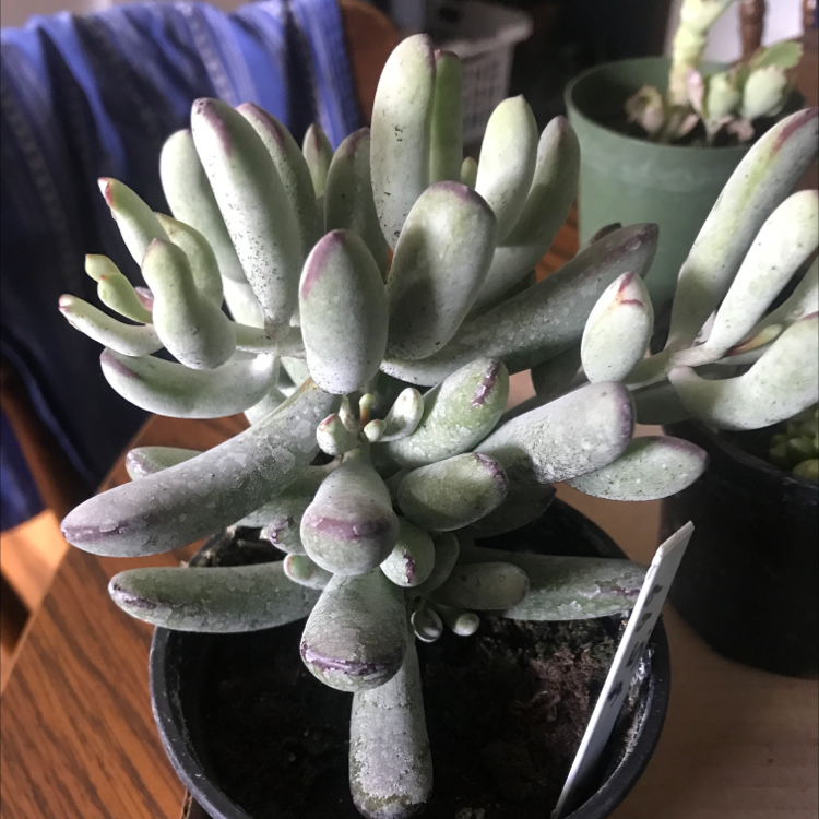 Crassula mesembryanthemoides plant in a pot, healthy with visible soil.