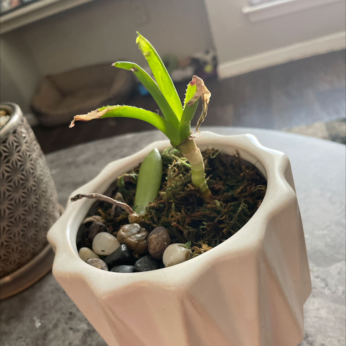 Small Painted Lady plant in a white pot with some leaf browning at the tips.