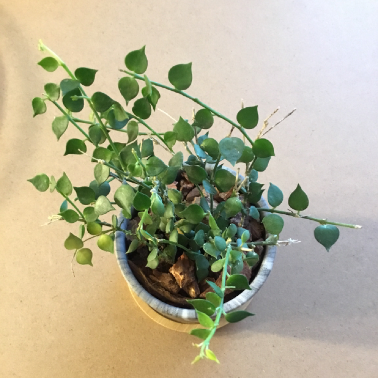 Photo of the plant species Million hearts by @Janae101 named Heartstrings on Greg, the plant care app