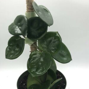 Photo of the plant species Chelsea Hoya by @Janae101 named Chelsea on Greg, the plant care app