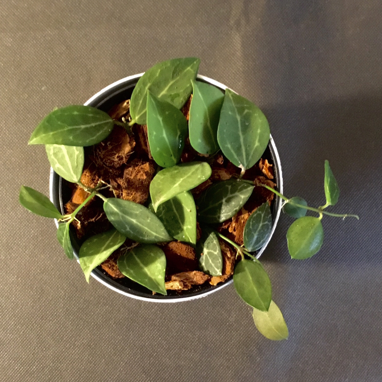Potted Watermelon Dischidia plant with healthy green leaves.