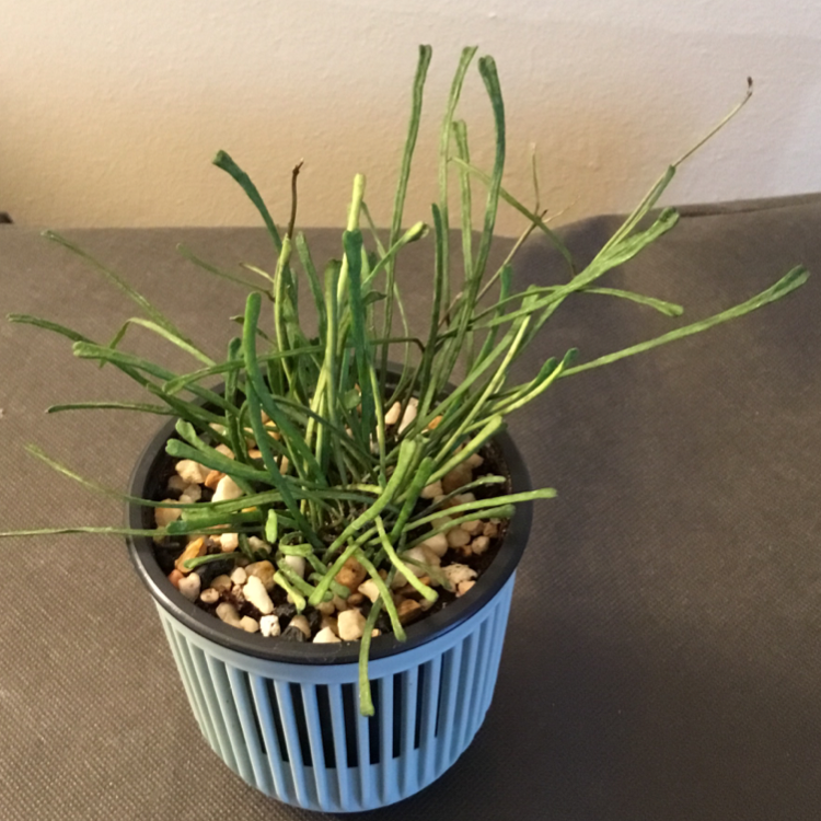 Photo of the plant species Grass-leaved Hoya by @Janae101 named Retusa on Greg, the plant care app