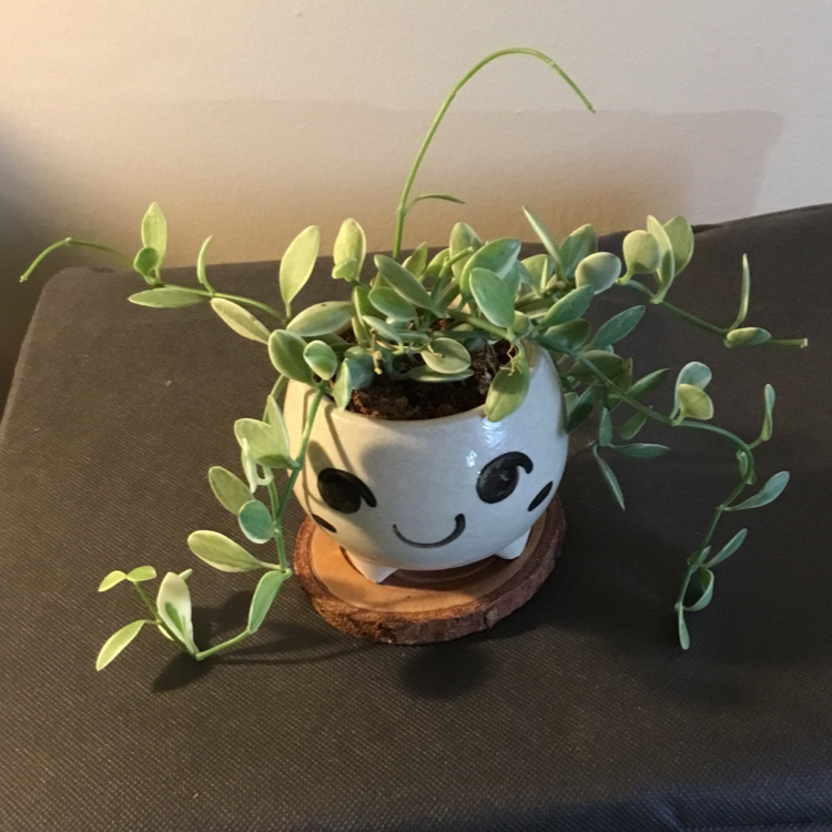 Photo of the plant species Dischidia 'Green Cascade' by @Janae101 named Porter Rico on Greg, the plant care app