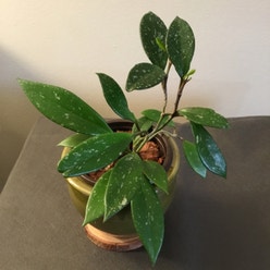Hoya pubicalyx 'Splash' plant