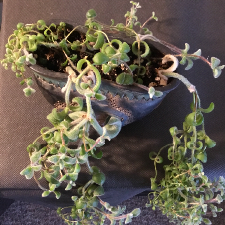 Panda Plant plant photo by @Janae101 named Fuzzy on Greg, the plant care app.