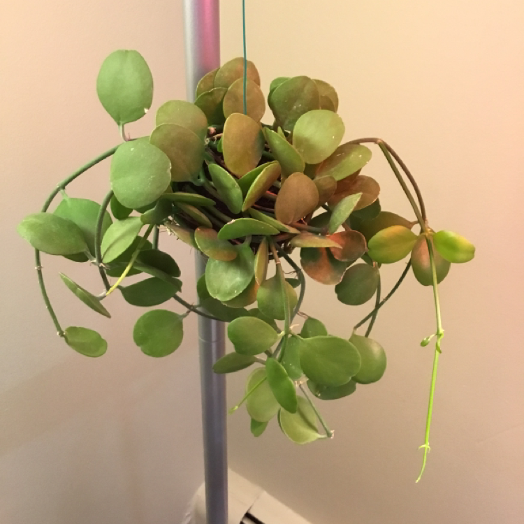 Photo of the plant species Dischidia oinatha by @Janae101 named Tupot amaroot on Greg, the plant care app