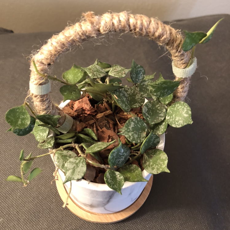 Photo of the plant species Fung Wax Flower by @Janae101 named Cutsie on Greg, the plant care app