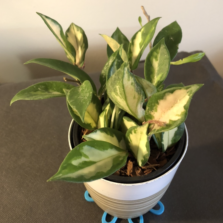 Photo of the plant species Exotic Hoya by @Janae101 named Eva on Greg, the plant care app