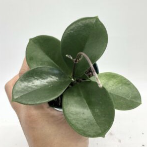 Photo of the plant species Hoya australis 'Bordvare' by @Janae101 named Ausie on Greg, the plant care app
