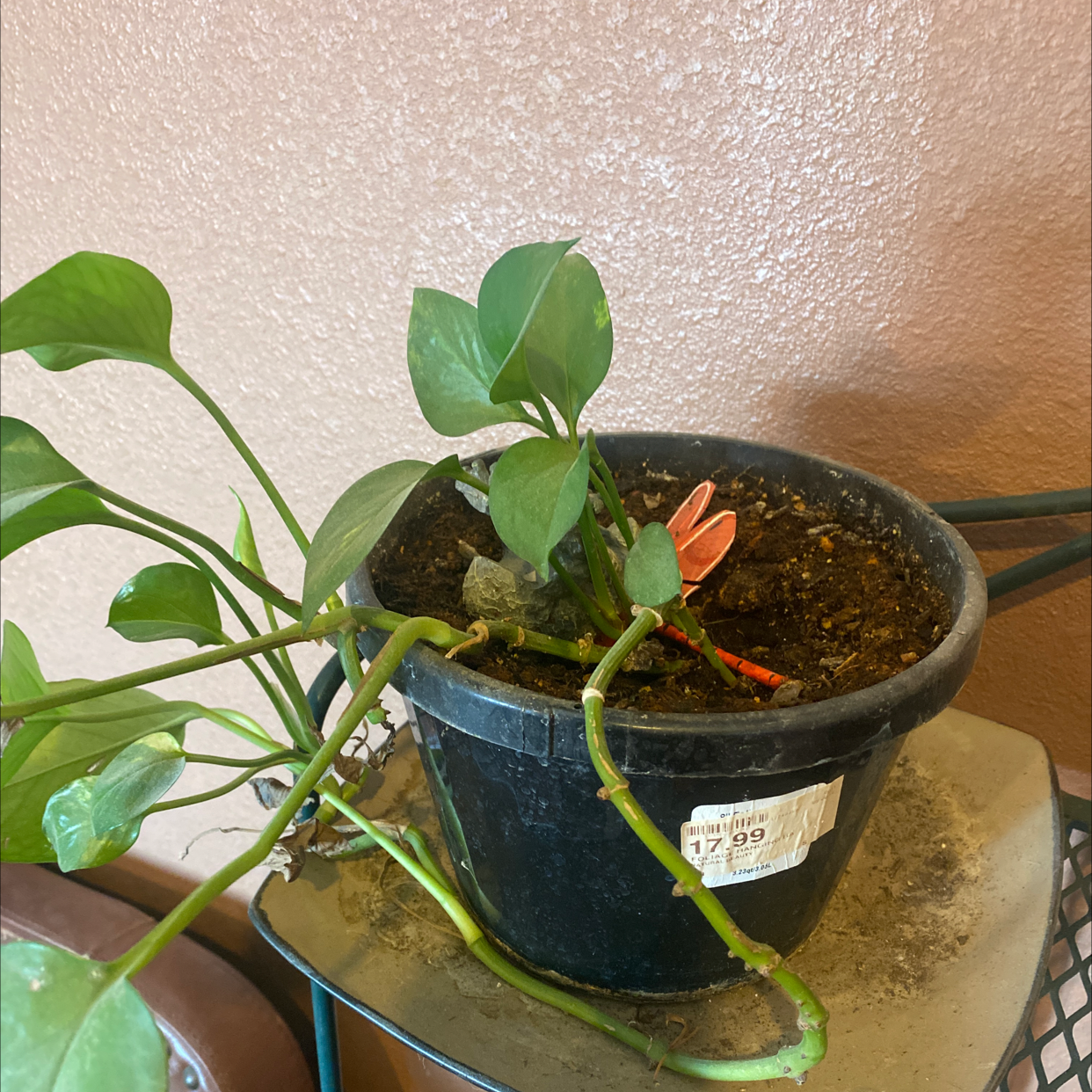 Taro Vine plant photo by @Jmaggie866 named Walt on Greg, the plant care app.