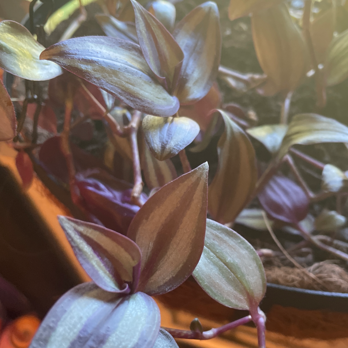 Spiderwort plant photo by @Joplinnnn named Bruno on Greg, the plant care app.