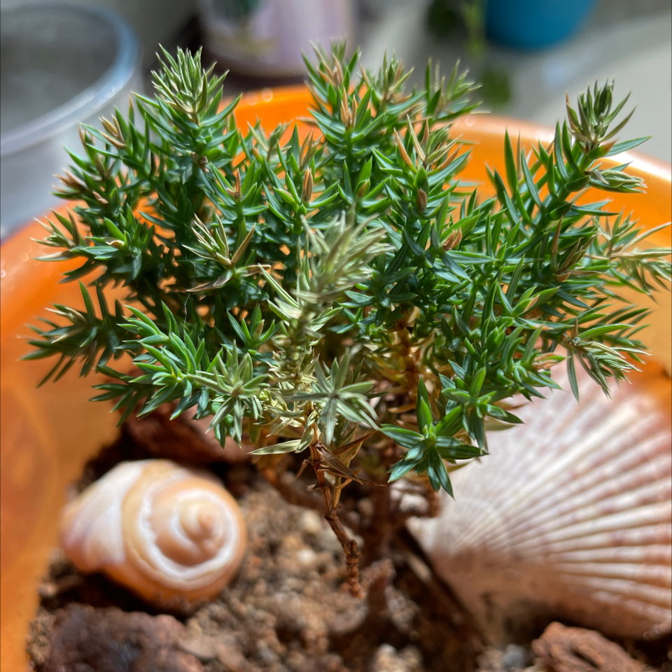 Healthy American Juniper plant in a pot with visible soil and decorative shells.