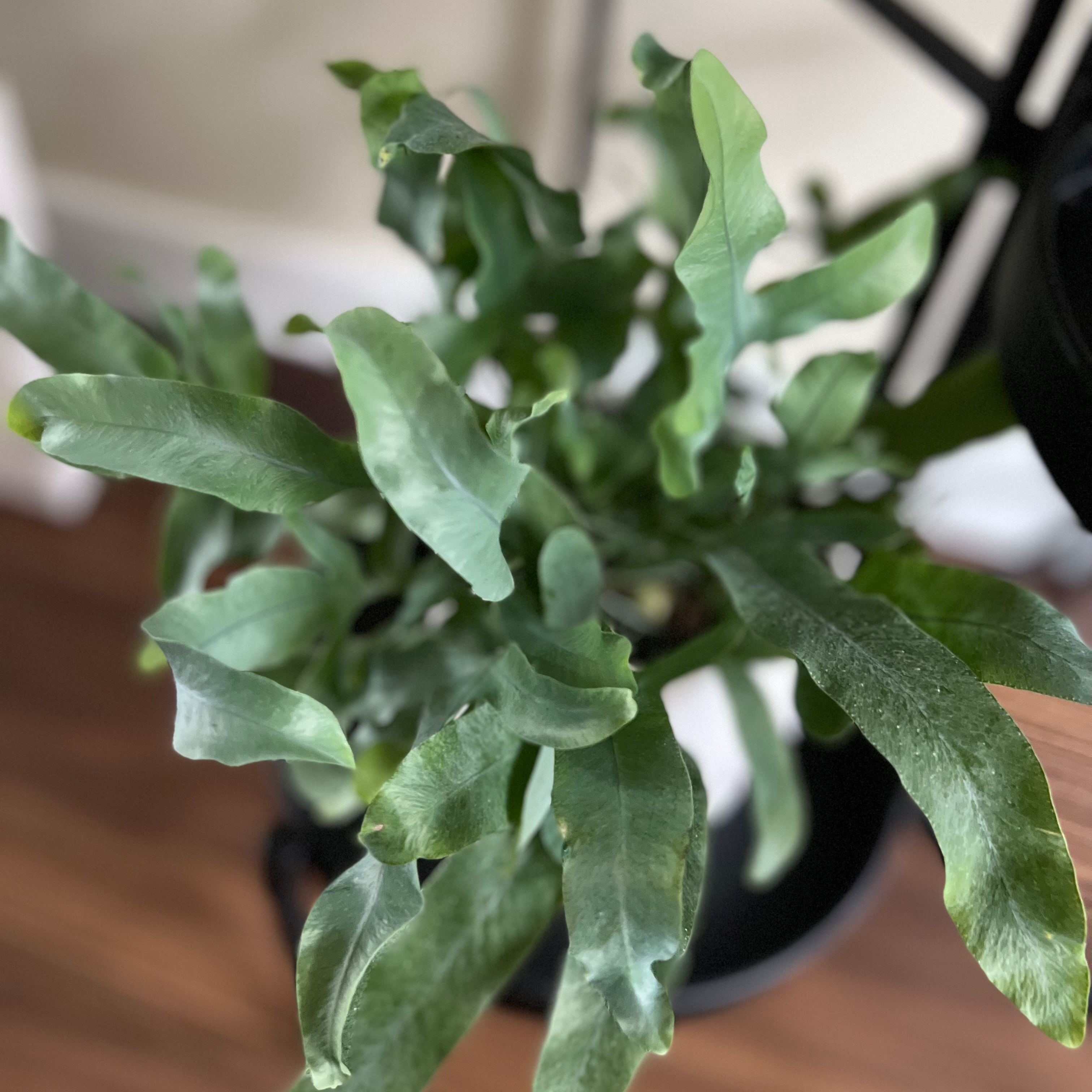 Blue Star Fern with green, elongated leaves in a pot.