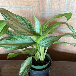 Chinese Evergreen plant photo by Elizabeth named Odette on Greg, the plant care app.