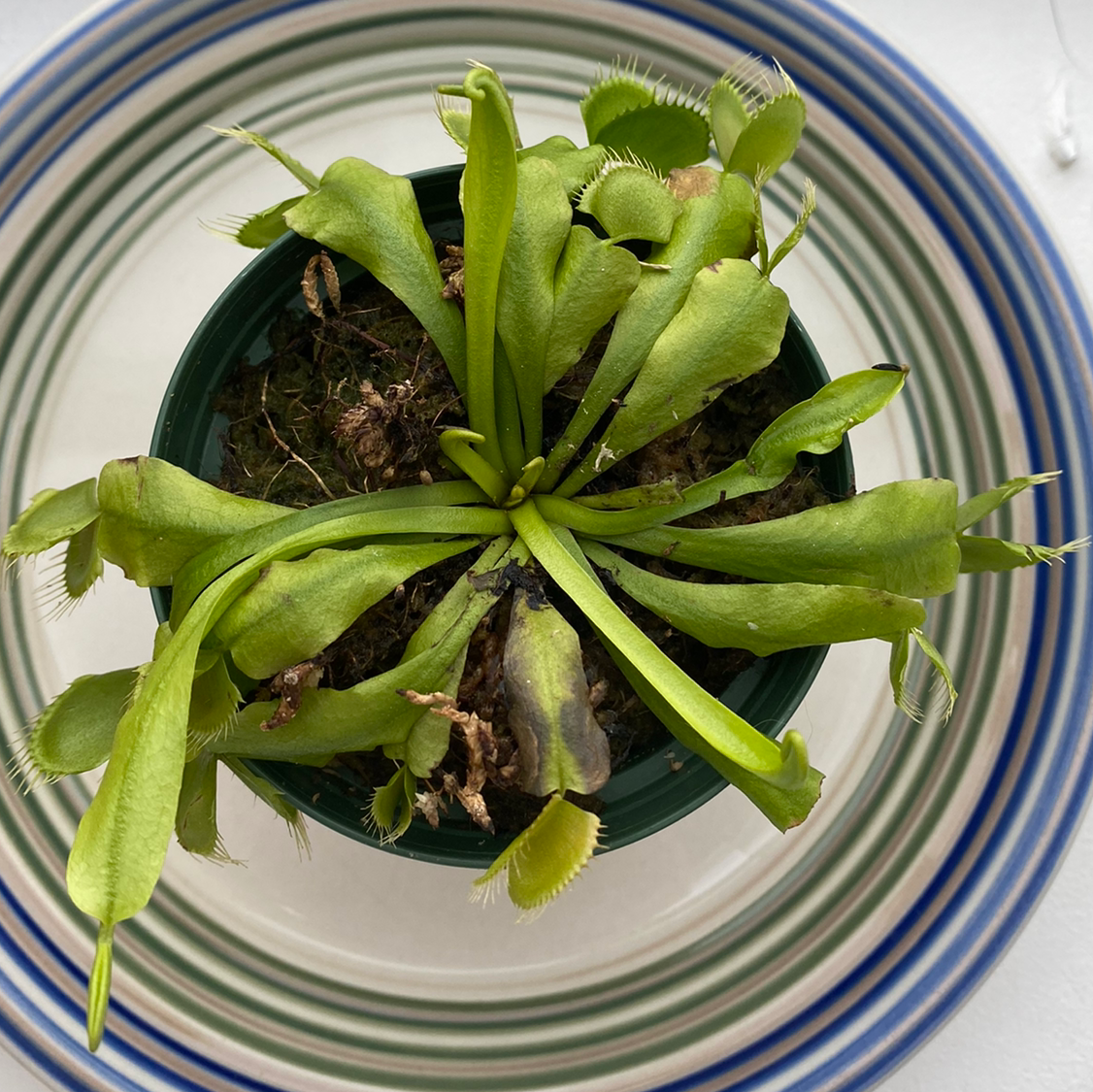 Why Are My Venus Fly Trap Leaves Droopy? 🪰