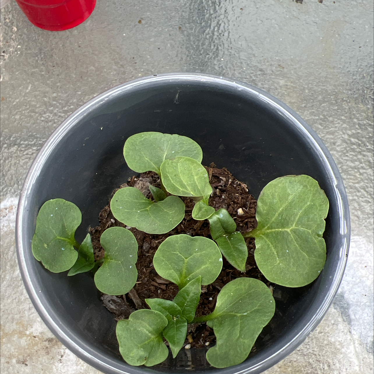 Young Marvel of Peru plant in a pot with healthy green leaves and visible soil.