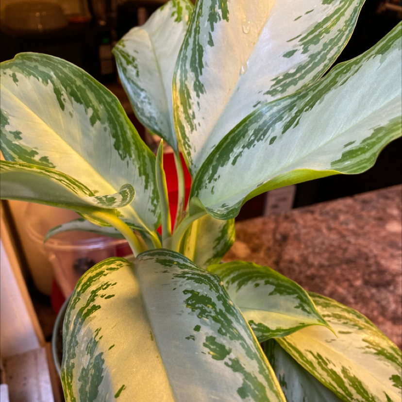 Healthy Aglaonema 'Silver Bay' plant with variegated leaves.
