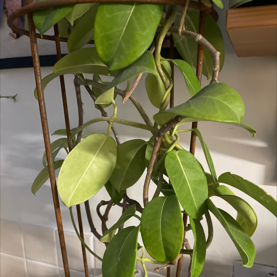 Stephanotis plant climbing a support structure with healthy green leaves.