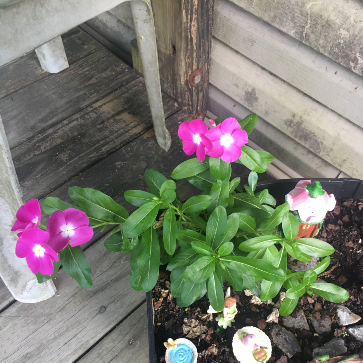 Bright Eyes plant with vibrant pink flowers and lush green leaves in a pot with visible soil.