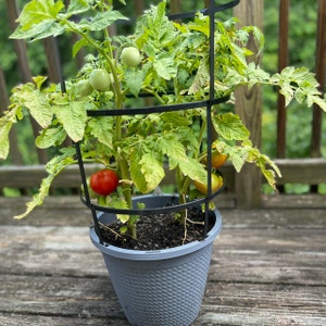 Tomato Plant plant photo by @ThebeeGuy named Ruby on Greg, the plant care app.