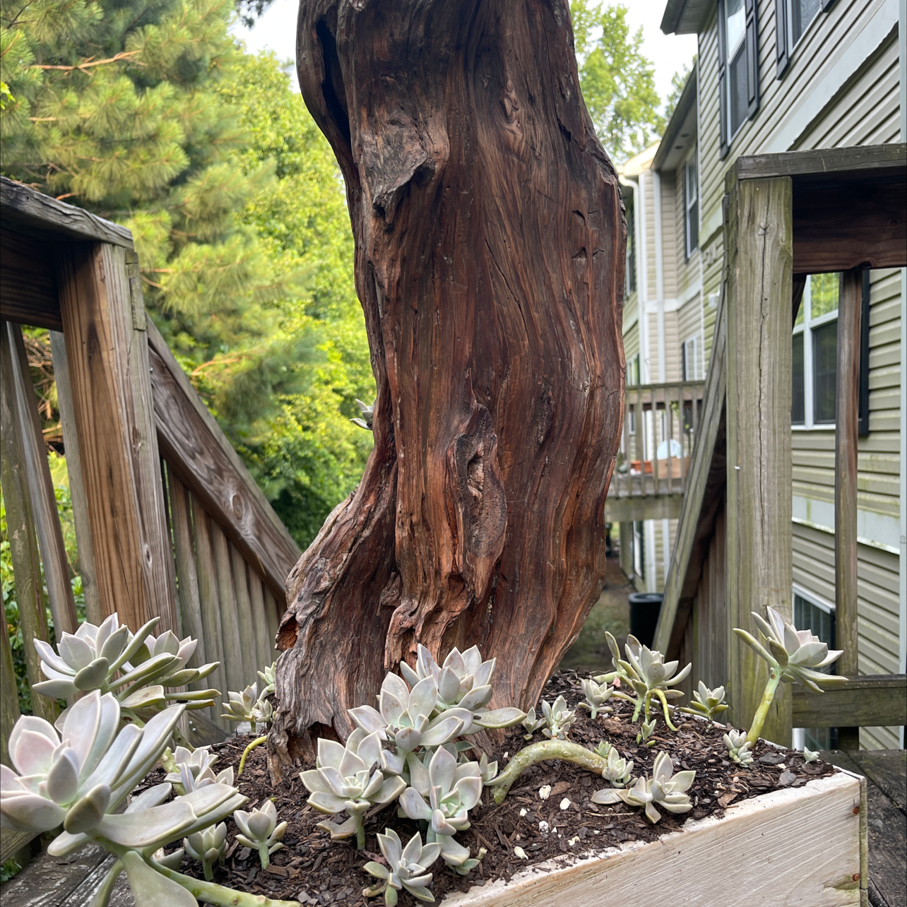 Ghost Plant plant photo by @ThebeeGuy named Beckyyy with the stump on Greg, the plant care app.