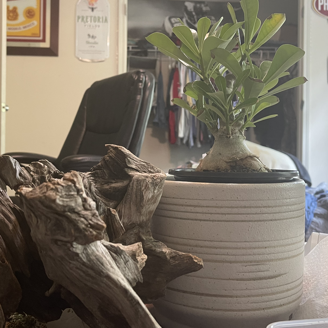 Desert Rose Plant plant photo by @ThebeeGuy named Morning Wood on Greg, the plant care app.