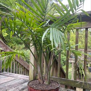 Majesty Palm plant photo by @ThebeeGuy named Marley on Greg, the plant care app.