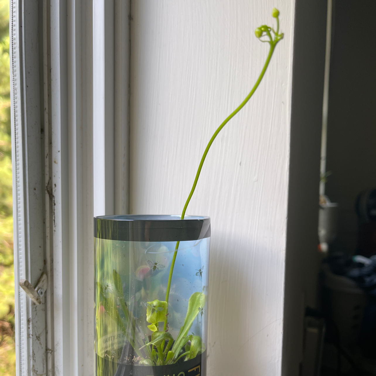 Red Piranha plant photo by @ThebeeGuy named Ivey on Greg, the plant care app.