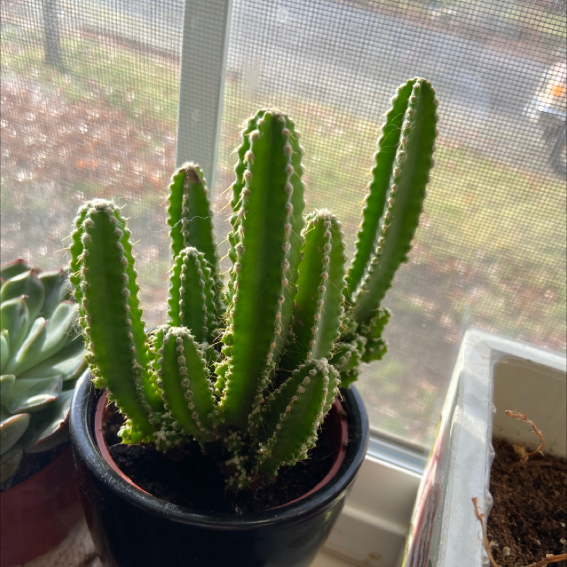 Photo of the plant species Fairy Castle Cactus by @ArcticKitty named Marley on Greg, the plant care app