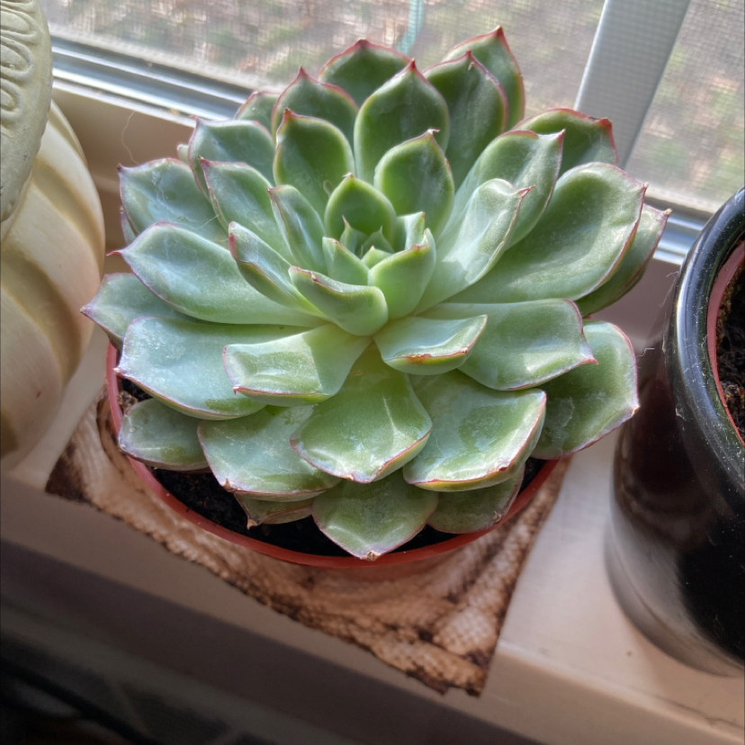 Photo of the plant species Echeveria 'Orion' by @ArcticKitty named Lennie on Greg, the plant care app