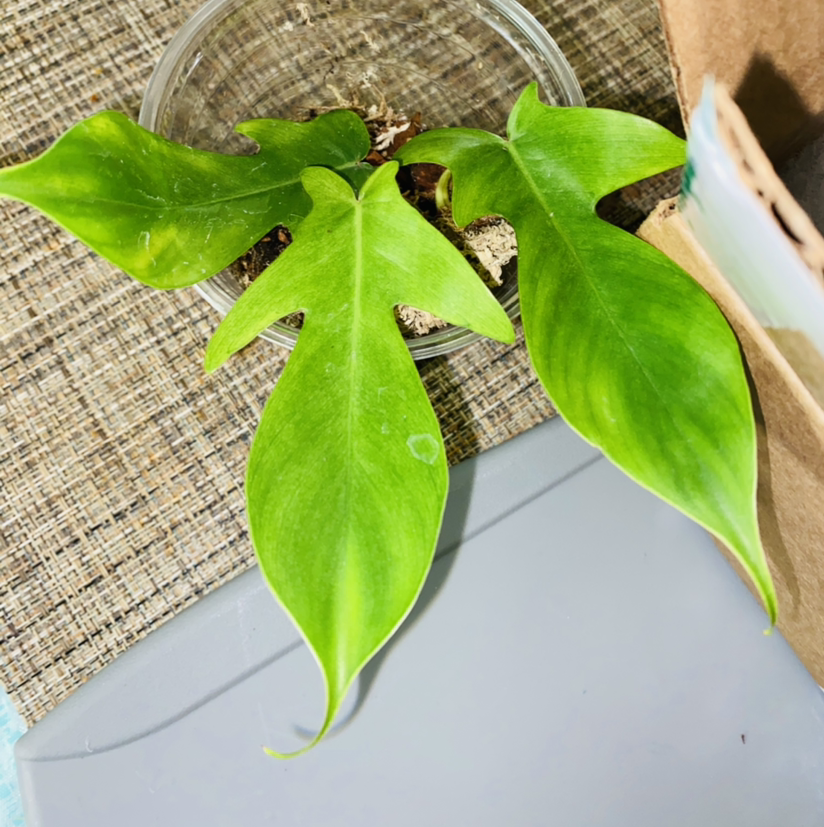 Philodendron 'Florida Ghost' plant photo by @Maria named Casper on Greg, the plant care app.