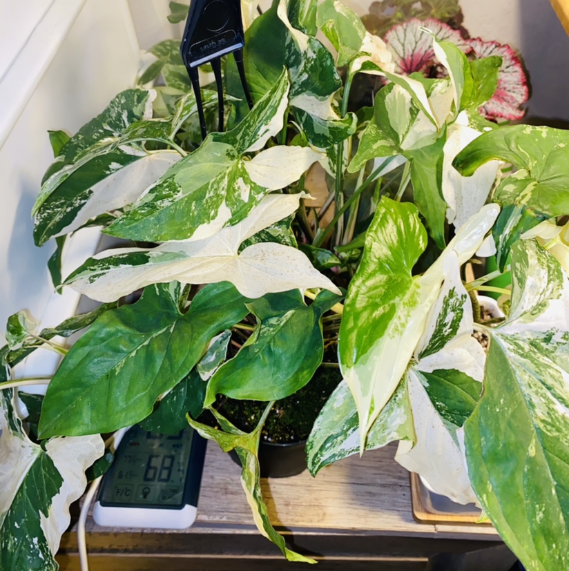 Photo of the plant species Variegated Arrowhead Vine by @Maria named Wishlist on Greg, the plant care app