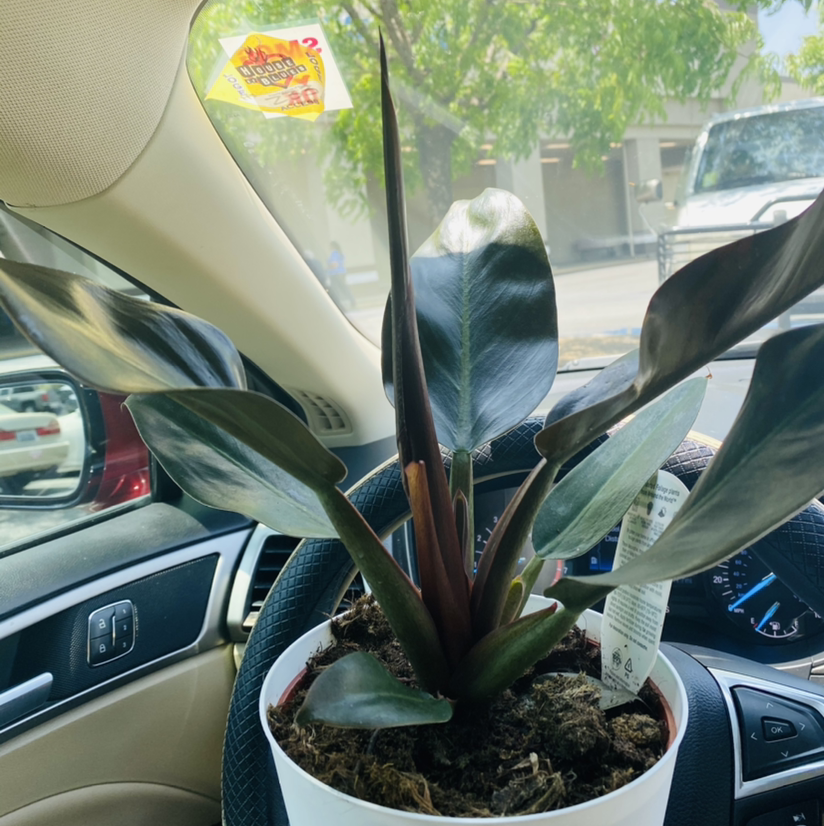 Photo of the plant species Philodendron 'Imperial Red' by @Maria named ChloroPhil on Greg, the plant care app