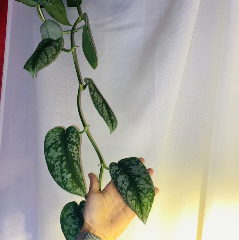 Photo of the plant species Silver Satin Pothos by @Maria named Stork on Greg, the plant care app
