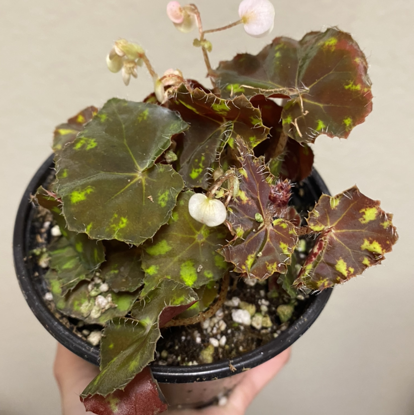 Photo of the plant species Tiger Kitten Begonia by @Maria named Carole Baskin on Greg, the plant care app