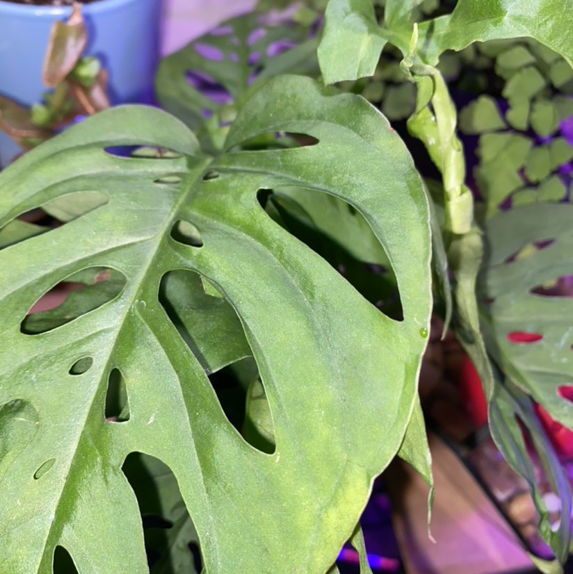 Swiss Cheese Vine plant photo by @Maria named Bigleaf Smalls on Greg, the plant care app.