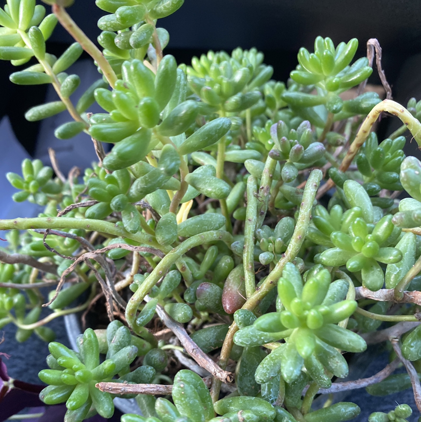 Healthy White Stonecrop plant with fleshy green leaves, partially visible soil.
