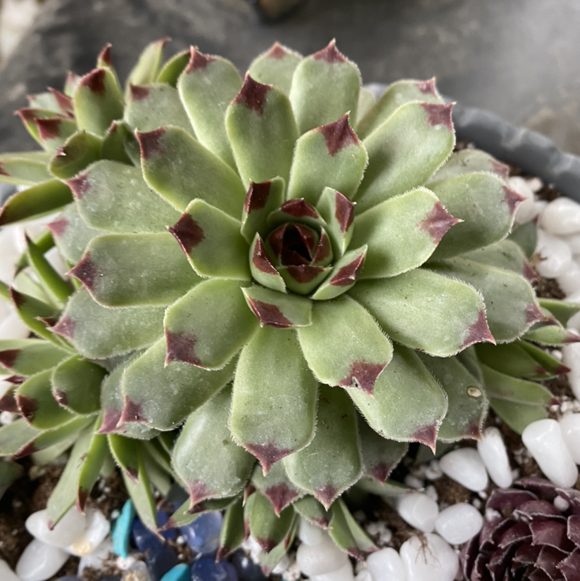 Hens and Chicks plant photo by @Maria named Stella on Greg, the plant care app.