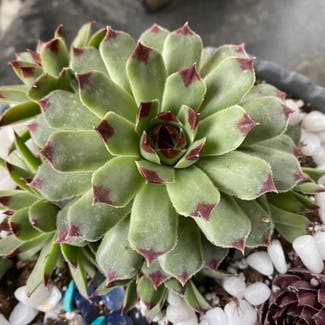 Hens and Chicks plant in Highland, California
