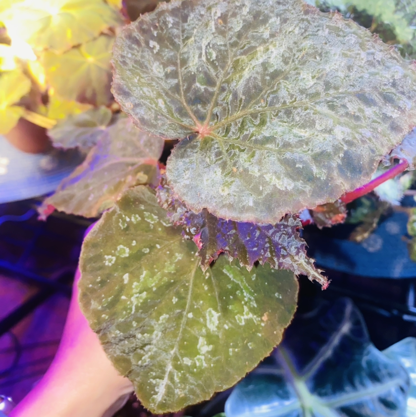 Personalized Begonia Taconite Care Water Light Nutrients Greg App