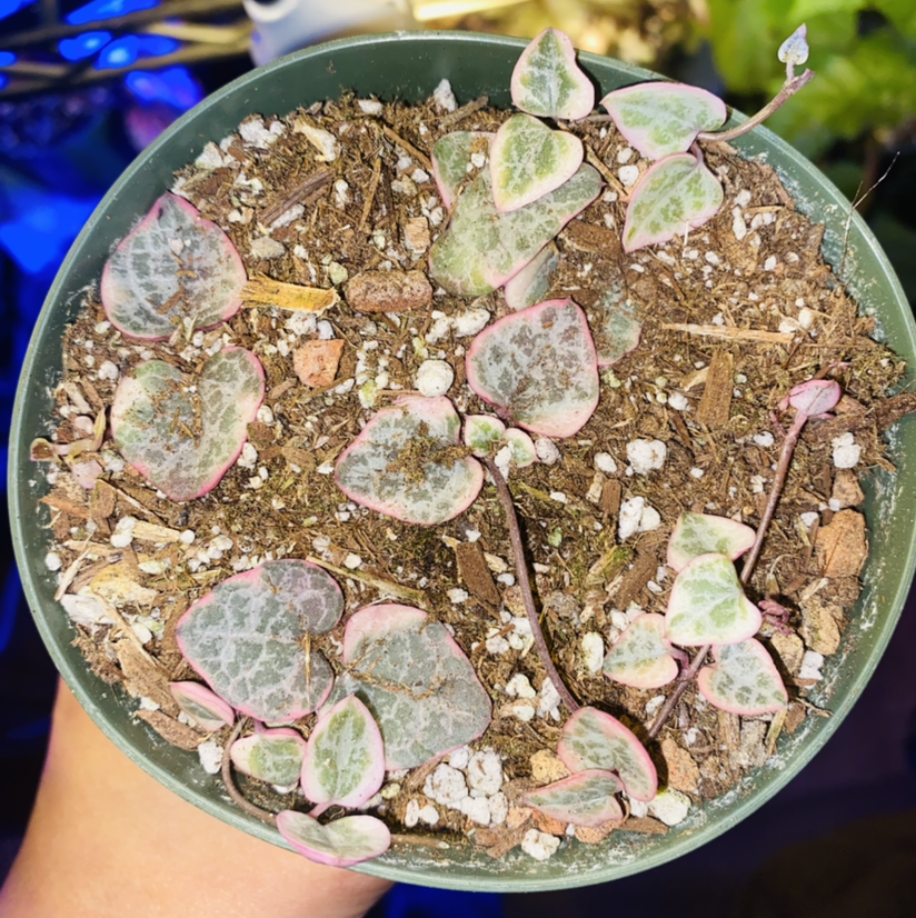 String of Hearts plant photo by @Maria named Anteros on Greg, the plant care app.