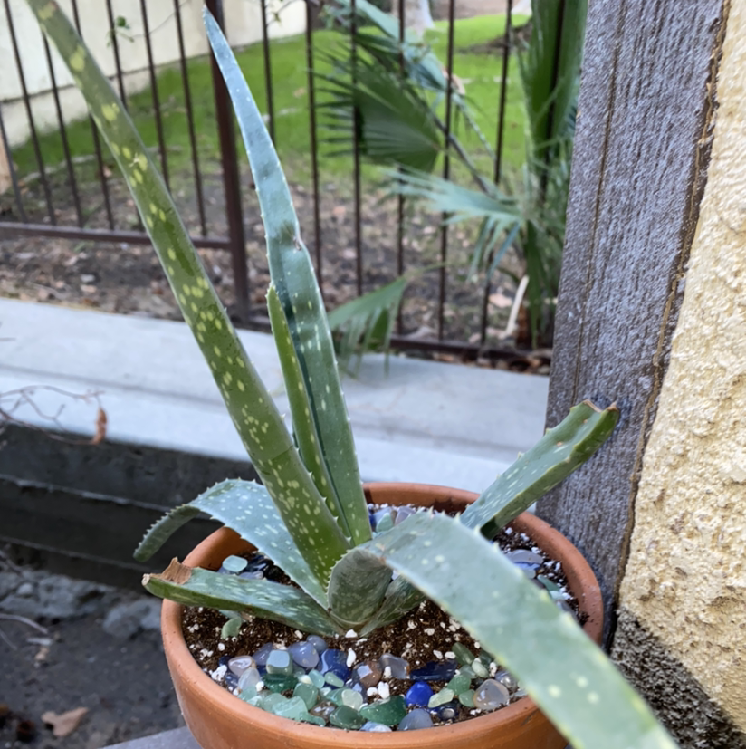 Aloe vera plant photo by @Maria named Aloe little friend on Greg, the plant care app.