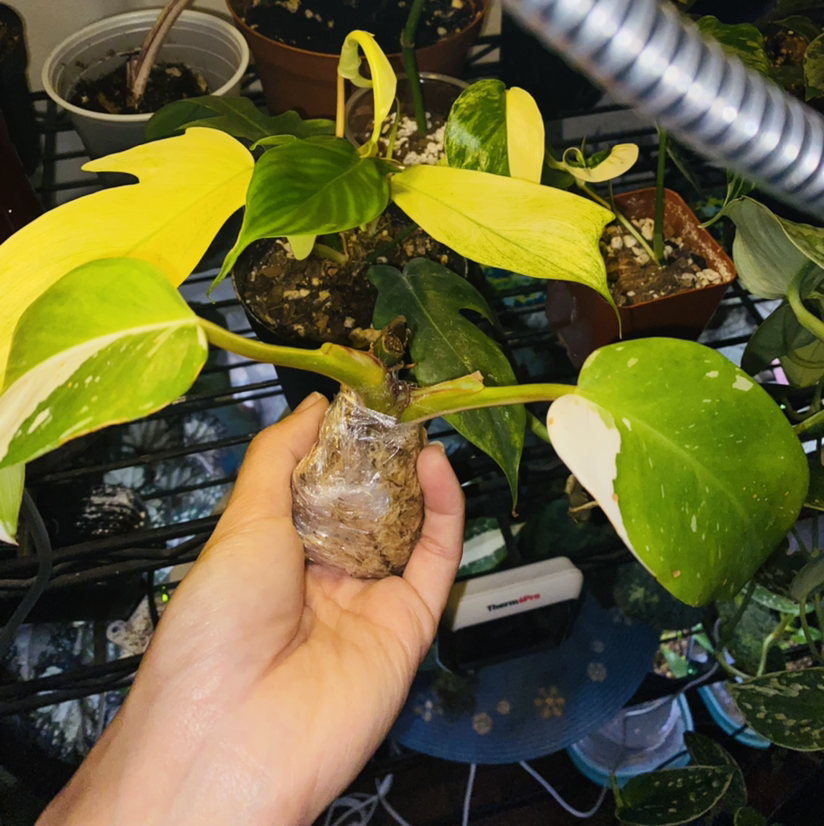 Photo of the plant species Philodendron 'White Princess' by @Maria named Morty on Greg, the plant care app