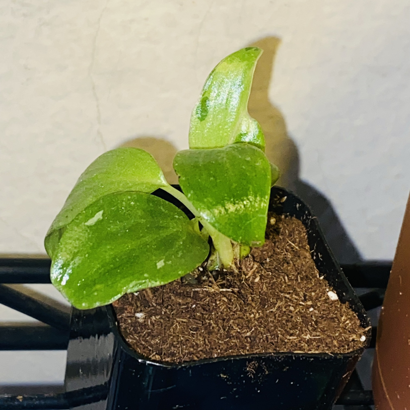 Photo of the plant species Philodendron 'White Wizard' by @Maria named Hagrid on Greg, the plant care app