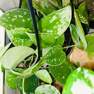 Silver Anne Pothos plant in Highland, California