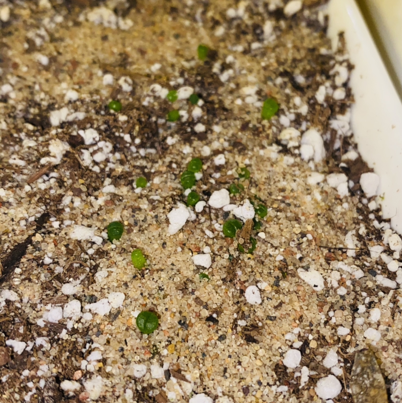 Lithops bromfieldii plant photo by @Maria named The Rugrats on Greg, the plant care app.