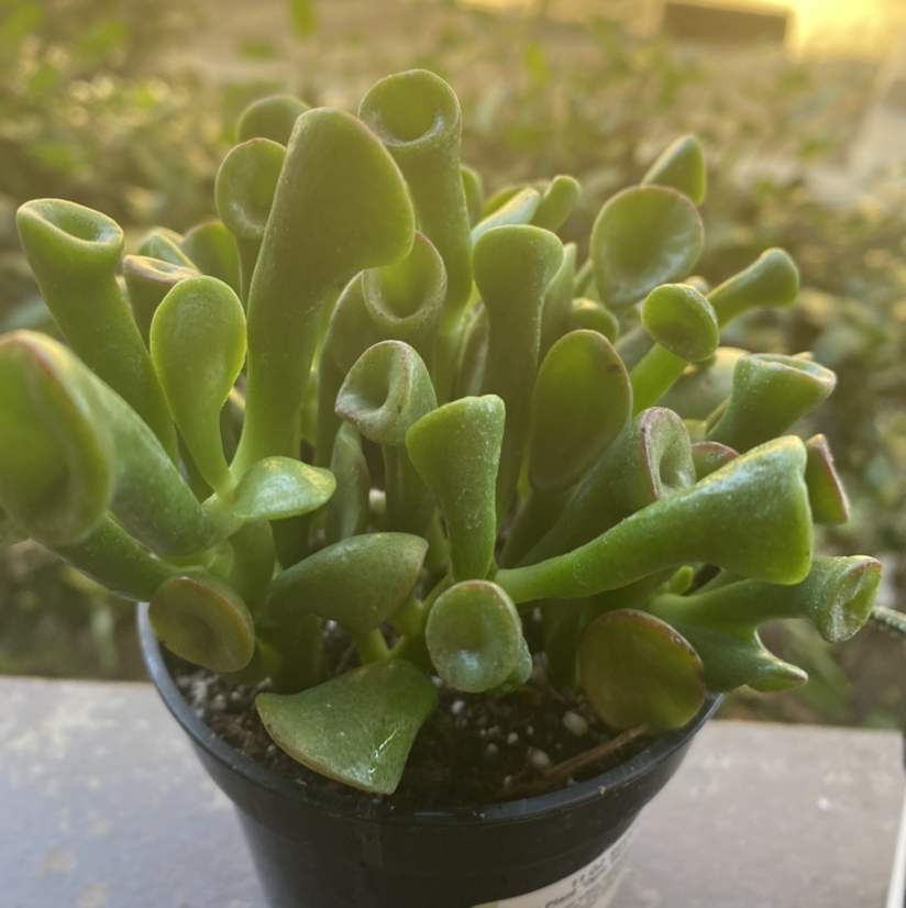 Healthy Gollum Jade plant in a small pot with visible soil.
